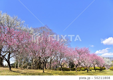 古河公方公園の花咲く花桃林 50211808
