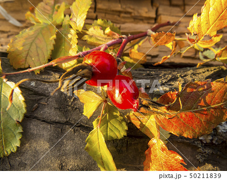 Flowers and berries wild-rose Flowers and berries wild-rose 50211839