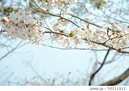 桜 桜 50211912