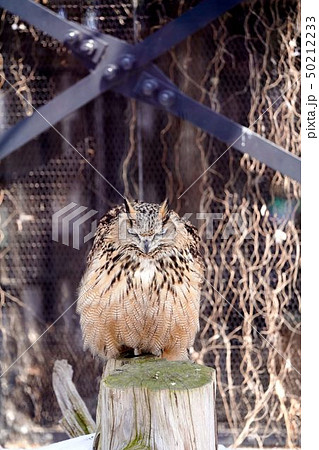 ワシミミズク 旭川市旭山動物園 ワシミミズク 旭川市旭山動物園 50212233