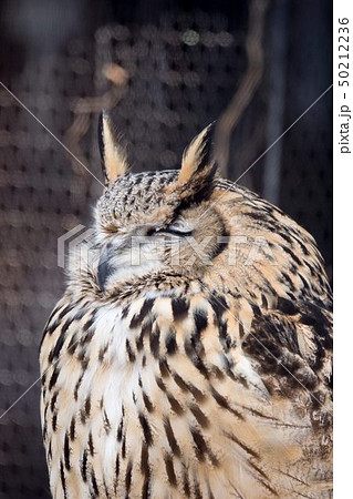 ワシミミズク 旭川市旭山動物園 ワシミミズク 旭川市旭山動物園 50212236