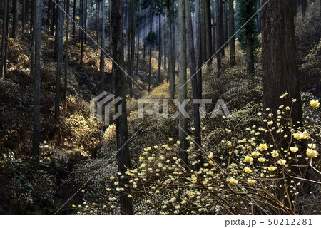 茂木町焼森山の花咲くミツマタ群生地に朝の光 茂木町焼森山の花咲くミツマタ群生地に朝の光 50212281
