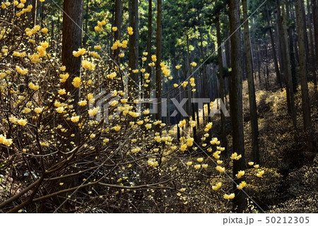 茂木町焼森山の花咲くミツマタ群生地 50212305