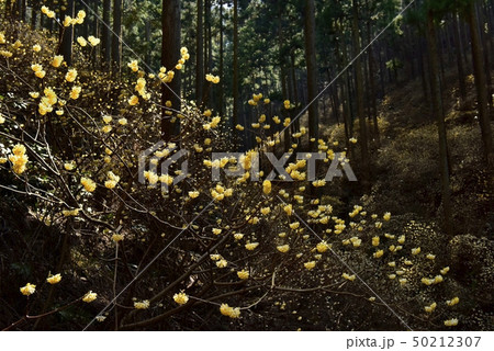茂木町焼森山の花咲くミツマタ群生地 茂木町焼森山の花咲くミツマタ群生地 50212307