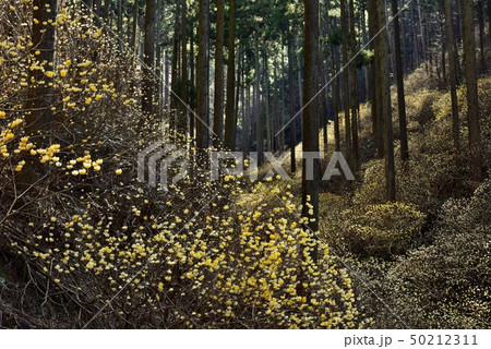 茂木町焼森山の花咲くミツマタ群生地 50212311