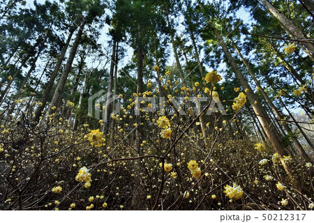 茂木町焼森山の花咲くミツマタ群生地 50212317