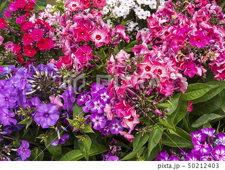 flower、nature、floral、narcissus、Crocus、iris、muskari flower、nature、floral、narcissus、Crocus、iris、muskari 50212403