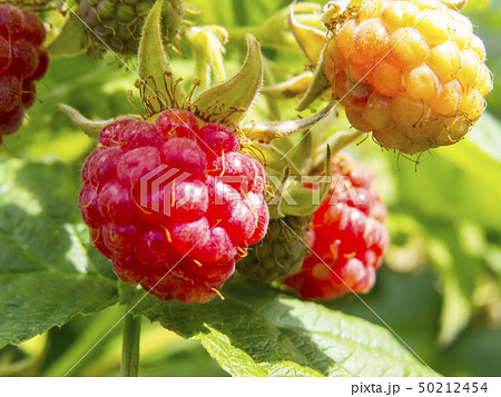 Raspberry in the summer garden Raspberry in the summer garden 50212454