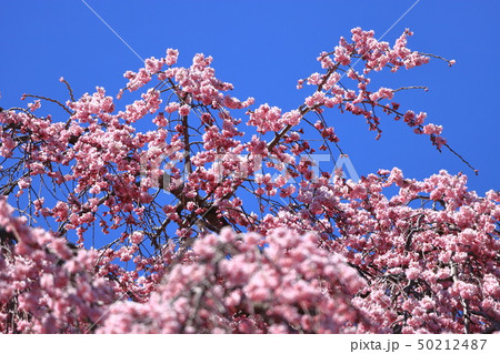 【福島県】 二本松市 合戦場のしだれ桜(大林の夫婦桜) 【福島県】 二本松市 合戦場のしだれ桜(大林の夫婦桜) 50212487