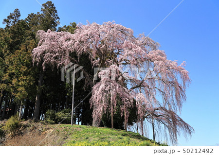 【福島県】 二本松市 合戦場のしだれ桜(大林の夫婦桜) 【福島県】 二本松市 合戦場のしだれ桜(大林の夫婦桜) 50212492