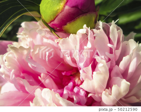Peony flower in garden 50212590