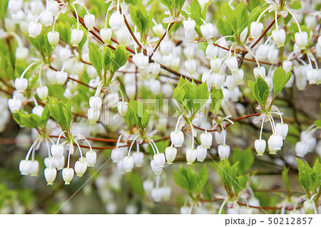 ドウダンツツジ　白い花 50212857