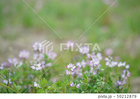れんげ畑、レンゲソウ、ゲンゲ(Astragalus sinicus) 50212879