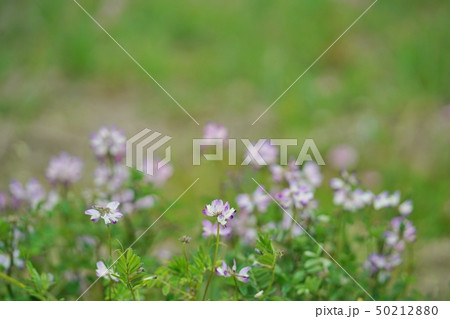 Astragalus sinicus in Osaka province, Japan 50212880