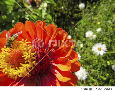 Zinnia flower in garden Zinnia flower in garden 50212884