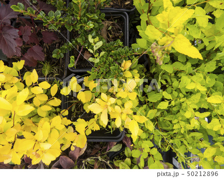 Different beads. 50212896