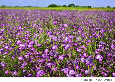 鴻巣市荒川河川敷のムギナデシコ畑 鴻巣市荒川河川敷のムギナデシコ畑 50212904