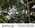 桜 50213026