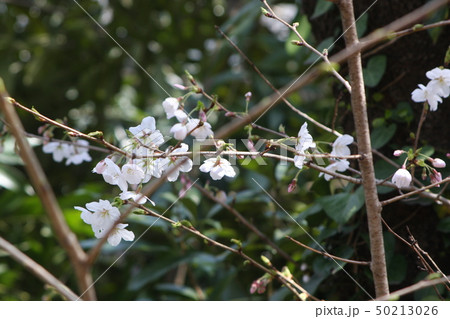桜 50213026