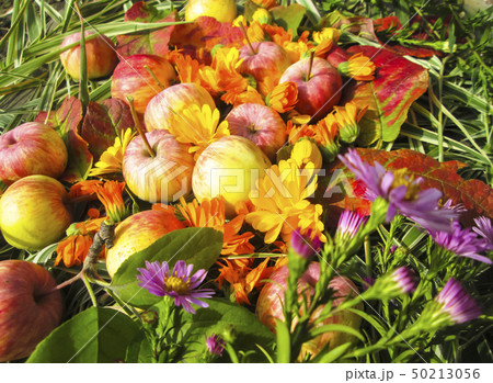 Beautiful photo with   flowers 50213056