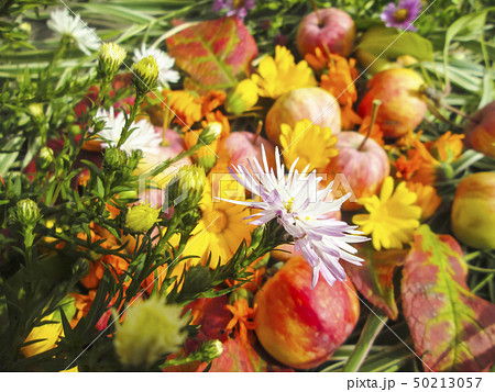 Beautiful photo with   flowers 50213057