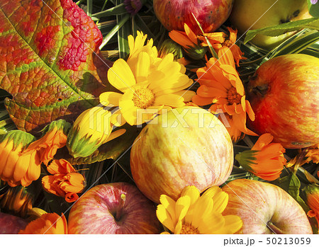 Beautiful photo with   flowers 50213059