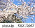 さくら 50213062