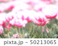 チューリップ 50213065