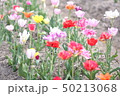チューリップ 50213068