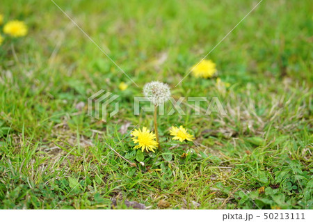 日本の春、たんぽぽ(Dandelion at Osaka province in spring) 日本の春、たんぽぽ(Dandelion at Osaka province in spring) 50213111