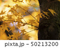 The beautiful nature Autumn background in Japan  50213200