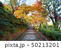 The beautiful nature Autumn background in Japan 50213201