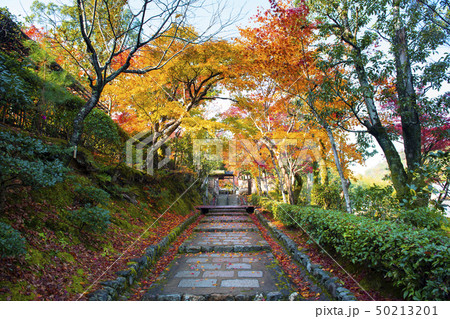 The beautiful nature Autumn background in Japan 50213201