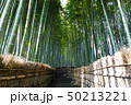 Arashiyama bamboo grove forest in Kyoto, Japan  50213221