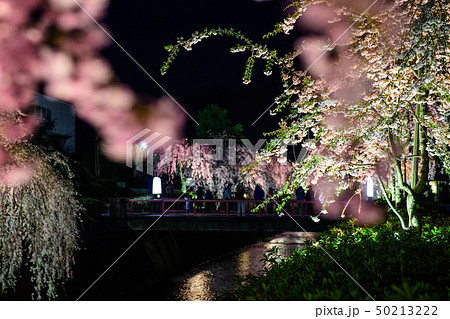 天童市 夜桜 山形県 天童市 夜桜 山形県 50213222