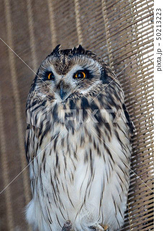 コミミズク 旭川市旭山動物園 コミミズク 旭川市旭山動物園 50213223