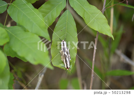 クロフシロヒトリ 50213298