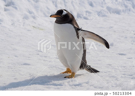 ペンギンの画像素材 ピクスタ