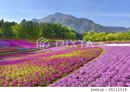 秩父羊山公園の芝桜の丘と武甲山 50213319