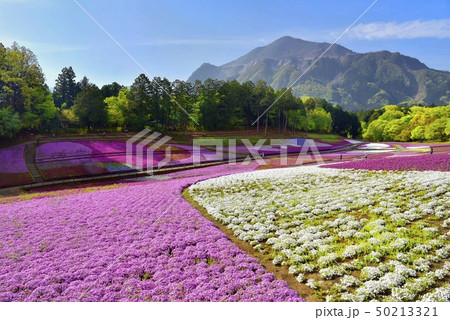 秩父羊山公園の芝桜の丘と武甲山 50213321