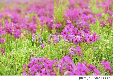 秩父羊山公園の芝桜の丘の朝露着く芝桜とホトケノザ 50213337