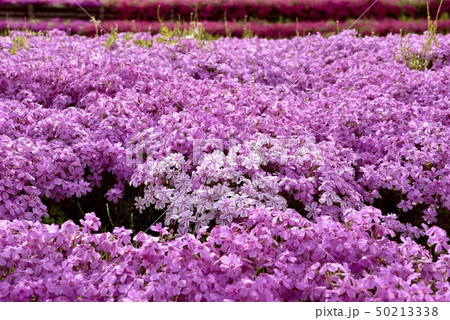 秩父羊山公園の芝桜の丘の芝桜 50213338