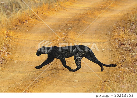 野生のクロヒョウ、インドの国立公園で2 野生のクロヒョウ、インドの国立公園で2 50213553