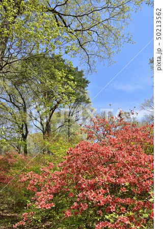 秩父二本木峠のヤマツツジ群生池 秩父二本木峠のヤマツツジ群生池 50213562