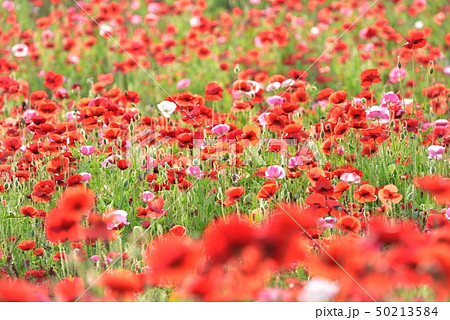 彩の国ふれあい牧場の天空のポピー畑 50213584