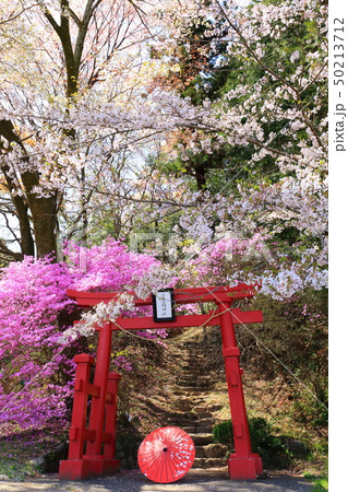 あきる野市　神社　桜 50213712