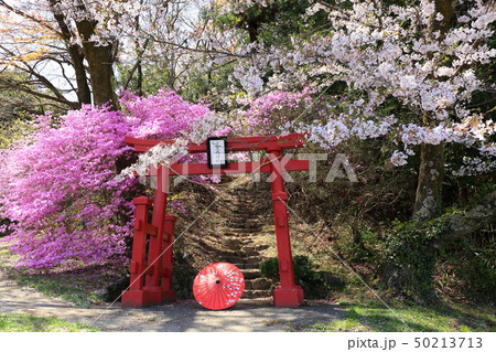 あきる野市 神社 桜 あきる野市 神社 桜 50213713