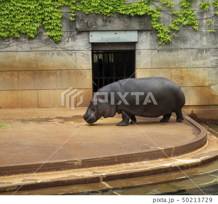 東山動物園・カバ 50213729