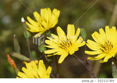 オオジシバリの花 オオジシバリの花 50213784