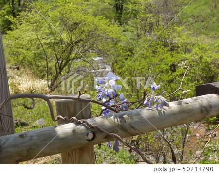 木柵の上の藤 木柵の上の藤 50213790